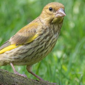 European Greenfinch