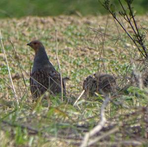 Grey Partridge