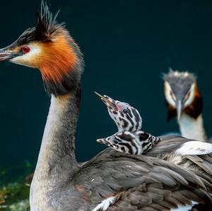 Great Crested Grebe