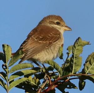 Red-backed Shrike