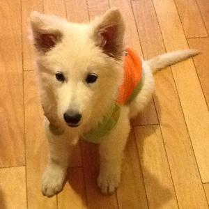 Berger Blanc Suisse