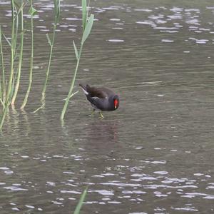 Common Moorhen