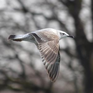 Herring Gull