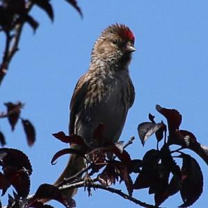 Common Redpoll