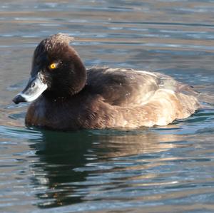 Tufted Duck