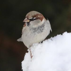 House Sparrow