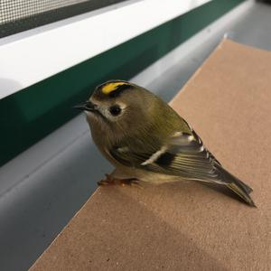 Goldcrest