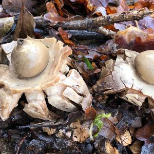 Collared Earthstar