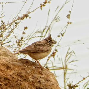 Crested Lark