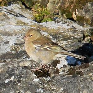 Eurasian Chaffinch