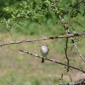 Red-backed Shrike