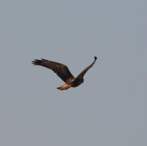 Common Buzzard