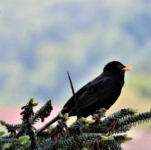 Eurasian Blackbird