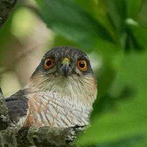 Eurasian Sparrowhawk