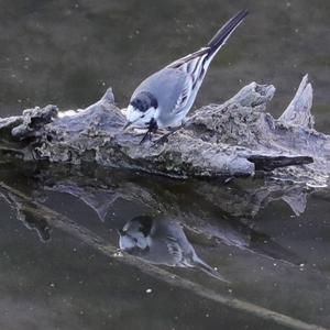 White Wagtail