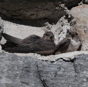 Eurasian Crag-martin