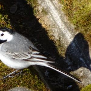 White Wagtail