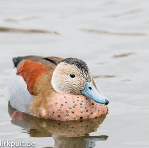 Ringed Teal