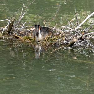 Great Crested Grebe