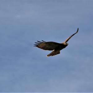 Mäusebussard