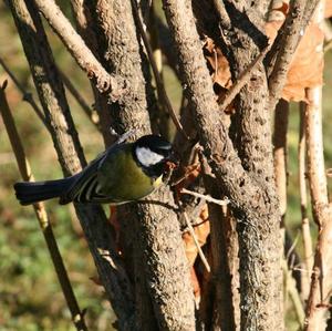 Great Tit