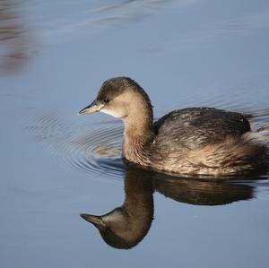 Little Grebe