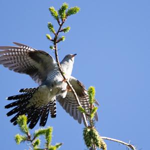 Common Cuckoo