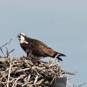 Osprey