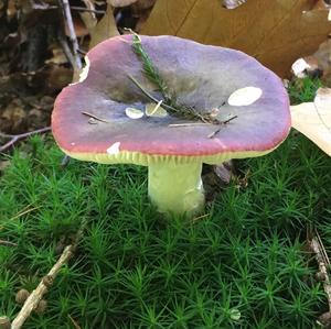 Shellfish-scented Russula