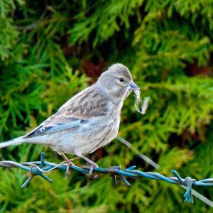 Eurasian Linnet