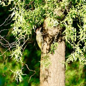 Eurasian Green Woodpecker