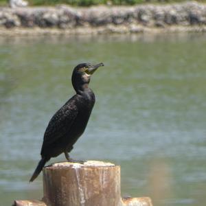 Kormoran