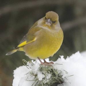 European Greenfinch