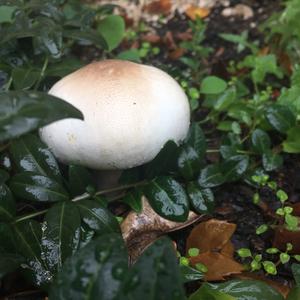 Horse Mushroom