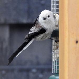 Long-tailed Tit