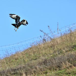 Common Buzzard