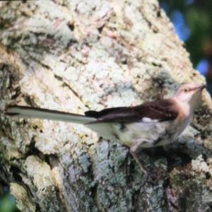 Northern Mockingbird