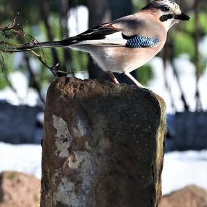 Eurasian Jay