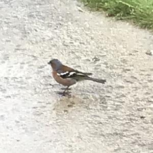 Eurasian Chaffinch