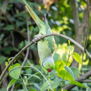 Rose-ringed Parakeet