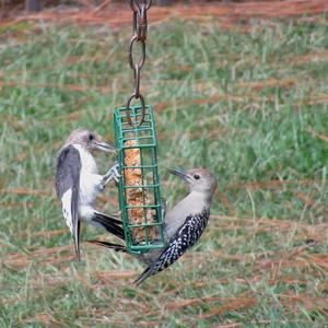 Red-headed Woodpecker