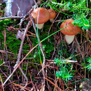 Dotted-stalk Bolete