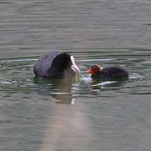 Bläßhuhn