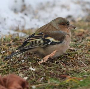 Eurasian Chaffinch