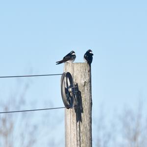 Tree Swallow