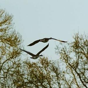 Canada Goose