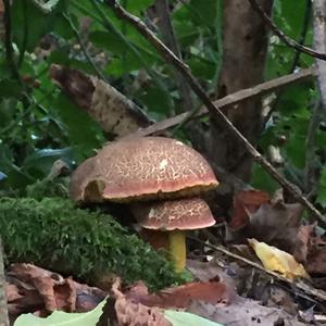 Red-cracked Bolete