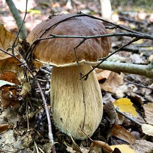 King Bolete