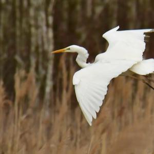 Great Egret