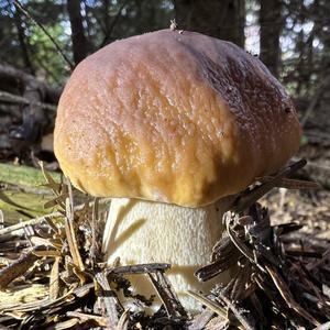 King Bolete